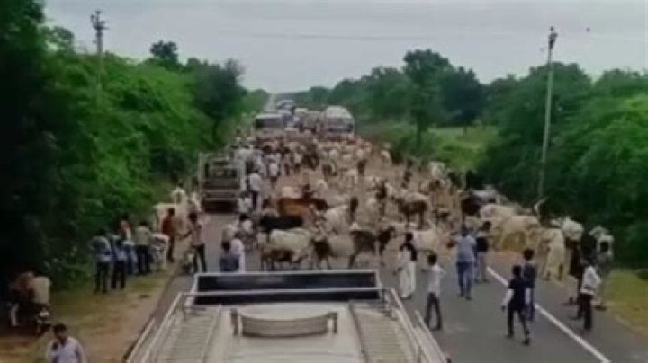 
Thousands of cows on Gujarat highways block traffic as govt fails to fund shelter homes 