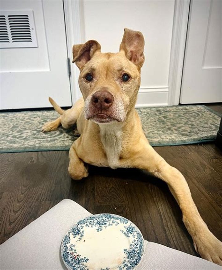 Where Is Sarma Melngailis Dog Leon Today? Perpetual Pup Advert As Bad Vegan Tells A New Story