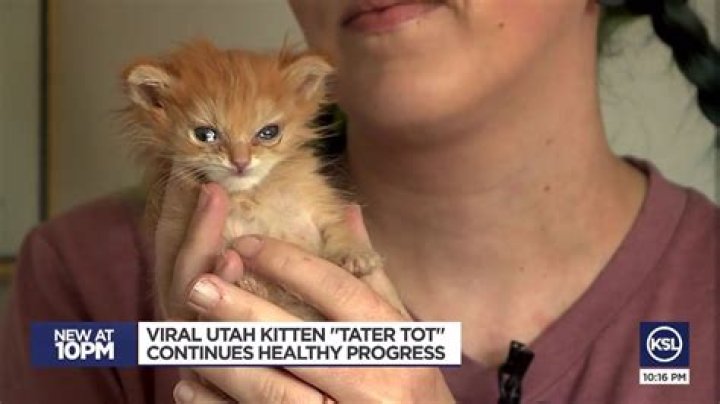 Who was Tater Tot? Disabled viral kitten’s cause of death, instagram, memes and more