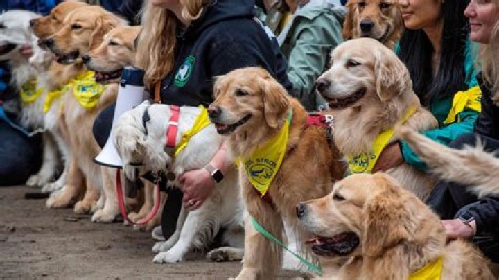 
Who were Spencer and Penny? Golden retrievers gather at Boston Marathon finish line to honor beloved dogs 
